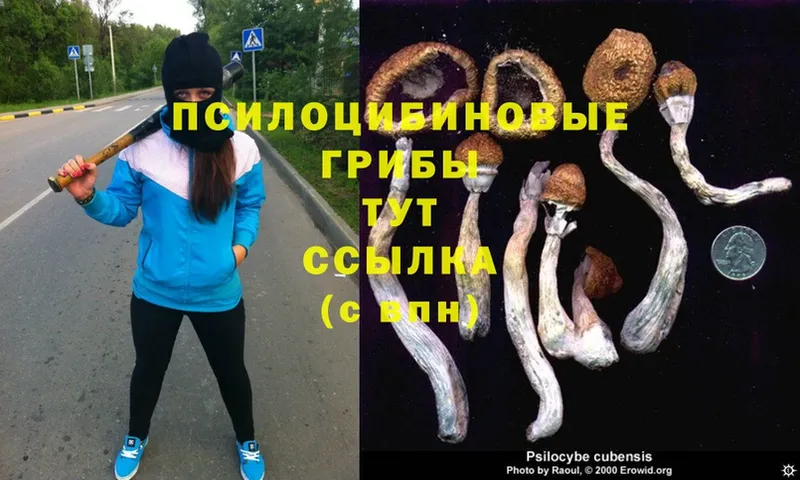 даркнет сайт  Горнозаводск  Галлюциногенные грибы Psilocybe 